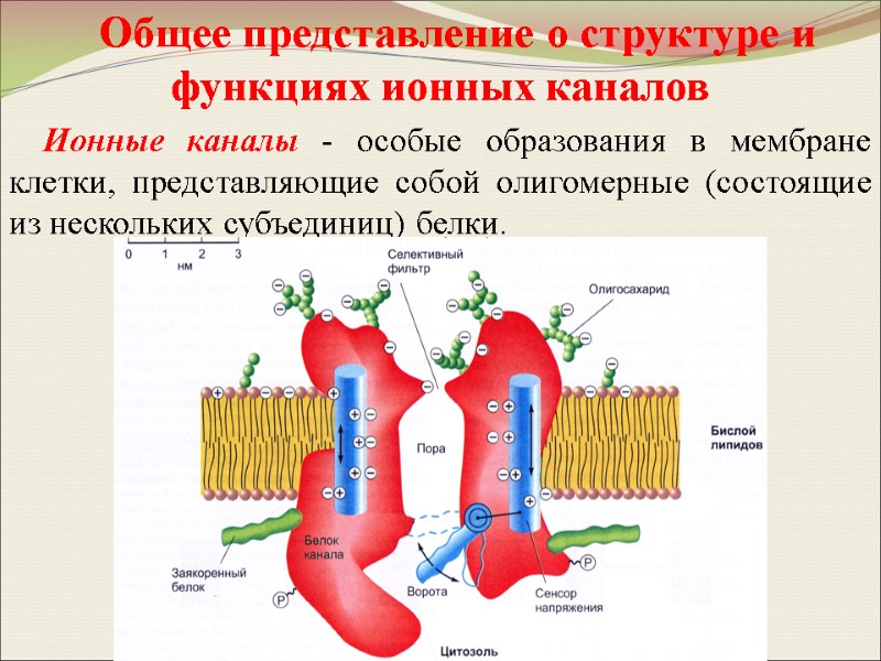 Общее представление о структуре и функциях ионных каналов Ионные каналы - особые образования в